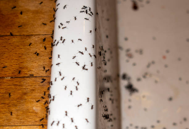Best Residential Pest Control  in Peaceful Valley, WA