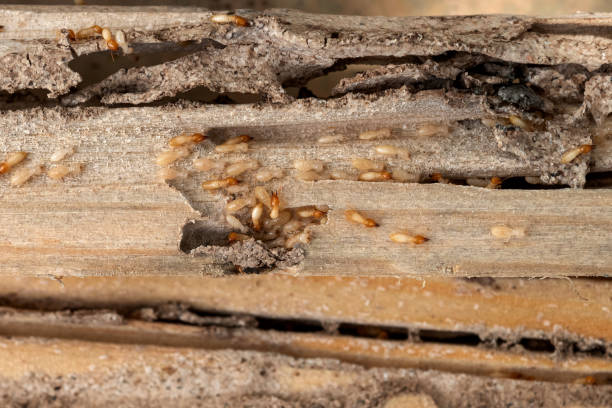 Best Pest Prevention Services  in Peaceful Valley, WA